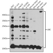 Western blot analysis of extracts of various cell lines using UBC Antibody (1/1000 dilution).