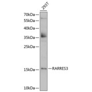 Western blot analysis of extracts of 293T cells using RARRES3 Antibody (1/1000 dilution).
