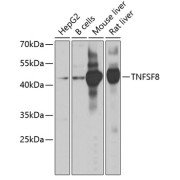 Western blot analysis of extracts of various cell lines using TNFSF8 Antibody (1/1000 dilution).