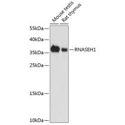 Western blot analysis of extracts of various cell lines using RNASEH1 Antibody (1/1000 dilution).
