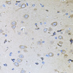 Protein MEMO1 (MEMO1) Antibody