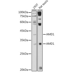 S-Adenosylmethionine Decarboxylase Proenzyme (AMD1) Antibody