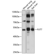 Western blot analysis of extracts of various cell lines using FUT7 Antibody (1/1000 dilution).