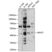 Western blot analysis of extracts of various cell lines using WNT3 Antibody (1/1000 dilution).