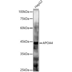 Apolipoprotein A4 (APOA4) Antibody