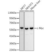 Western blot analysis of HeLa using c-Myc Antibody (1/500 dilution).