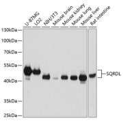 Western blot analysis of extracts of various cell lines using SQRDL Antibody (1/3000 dilution).