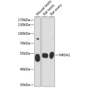 abx123820
