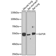 abx123823