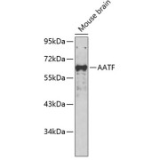 abx123922