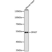 Western blot analysis of extracts of Mouse heart using SPAST Antibody (1/3000 dilution).