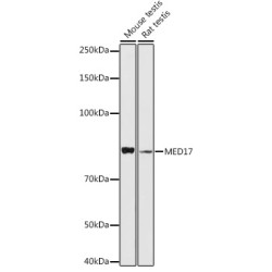 Mediator Complex Subunit 17 (MED17) Antibody