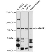 Western blot analysis of extracts of various cell lines using MAPK8IP1 Antibody (1/1000 dilution).