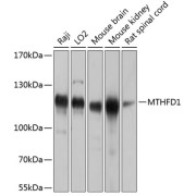 Western blot analysis of extracts of various cell lines using MTHFD1 Antibody (1/1000 dilution).
