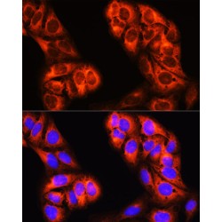 C-1-Tetrahydrofolate Synthase, Cytoplasmic (MTHFD1) Antibody