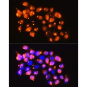 Immunofluorescence analysis of HeLa cells using EPB41L2 Antibody (1/100 dilution). Blue: DAPI for nuclear staining.