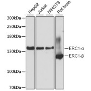 Western blot analysis of extracts of various cell lines using ERC1 Antibody (1/3000 dilution).