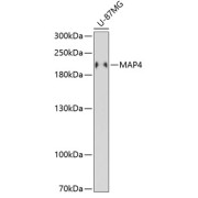 Western blot analysis of extracts of U-87MG cells using MAP4 Antibody (1/3000 dilution).