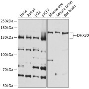 Western blot analysis of extracts of various cell lines using DHX30 Antibody (1/1000 dilution).
