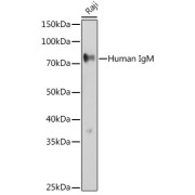 Western blot analysis of extracts of Raji cells using Human IgM Antibody (1/500 dilution).