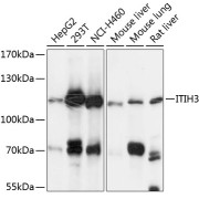 Western blot analysis of extracts of various cell lines using ITIH3 Antibody (1/3000 dilution).