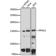 Western blot analysis of extracts of various cell lines using PPFIA3 Antibody (1/3000 dilution).