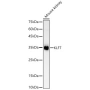Western blot analysis of Mouse kidney using KLF7 Antibody (1/500 dilution).