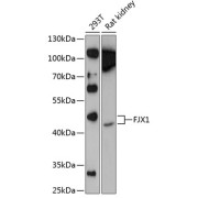 Western blot analysis of extracts of various cell lines using FJX1 Antibody (1/1000 dilution).