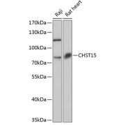 Western blot analysis of extracts of various cell lines using CHST15 Antibody (1/3000 dilution).
