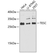 Western blot analysis of extracts of various cell lines using TESC Antibody (1/3000 dilution).