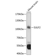 Western blot analysis of extracts of mouse brain using SULF2 Antibody (1/3000 dilution).