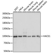 Western blot analysis of extracts of various cell lines using HACE1 Antibody (1/1000 dilution).