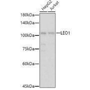 Western blot analysis of extracts of various cell lines using LEO1 Antibody (1/1000 dilution).