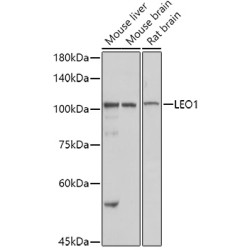 RNA Polymerase-Associated Protein LEO1 (LEO1) Antibody