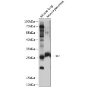 Western blot analysis of extracts of various cell lines using IYD Antibody (1/1000 dilution).