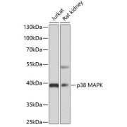 Western blot analysis of extracts of various cell lines using p38 MAPK Antibody (1/3000 dilution).