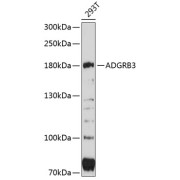 abx125495
