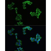 abx125527