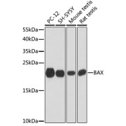 Western blot analysis of extracts of various cell lines using BAX Antibody (1/1000 dilution).