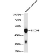 Western blot analysis of extracts of mouse pancreas using BCKDHB Antibody (1/1000 dilution).