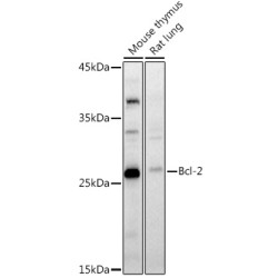 Apoptosis Regulator Bcl-2 (BCL2) Antibody