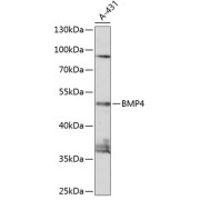 Western blot analysis of extracts of A431 cells using BMP4 Antibody (1/1000 dilution).