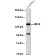 Western blot analysis of extracts of U-87MG cells using BRINP1 Antibody (1/1000 dilution).
