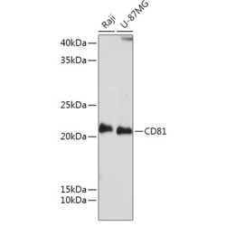Cluster of Differentiation 81 (CD81) Antibody