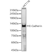 abx125644