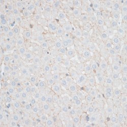 Cadherin, Neuronal (CDH2) Antibody
