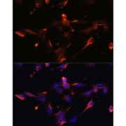 Immunofluorescence analysis of NIH/3T3 cells using CLDN5 Antibody (1/100 dilution). Blue: DAPI for nuclear staining.