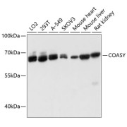 Western blot analysis of extracts of various cell lines using COASY Antibody (1/3000 dilution).