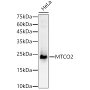 Western blot analysis of HeLa using MTCO2 Antibody (1/2000 dilution).
