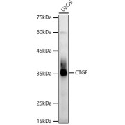 Western blot analysis of extracts of U2OS cells using CTGF Antibody (1/1000 dilution).